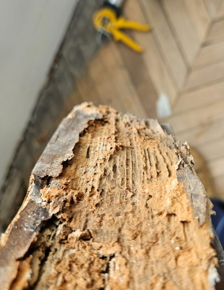 lame bois de planchers en point de Hongrie présentant des galeries d'attaques parasitaires à la larve xylophage