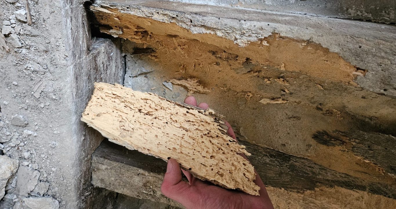 Solive en bois avec aubier dégradé et attaqué par insectes xylophages, montrant une forte détérioration