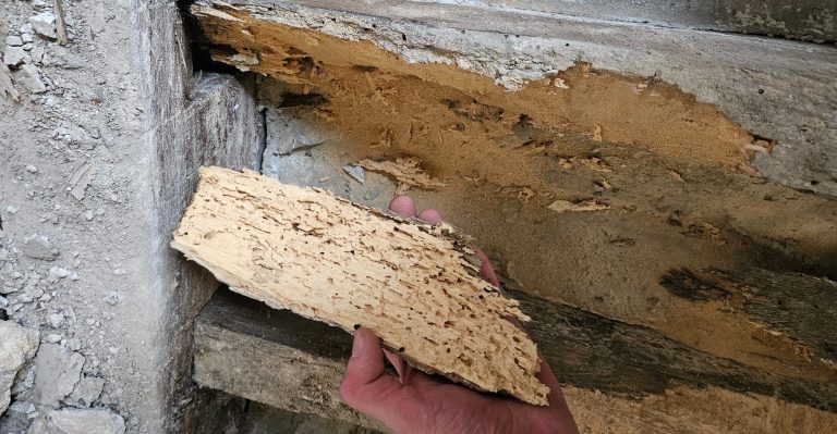 Solive en bois avec aubier dégradé et attaqué par insectes xylophages, montrant une forte détérioration